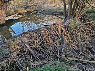 Silence over the pool, trees flooded with water, the pool is created by a beaver dam, made of small branches, wetlands and dried trees on the lake.