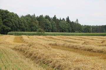 Fototapeta na wymiar Felder am Waldrand im Sommer