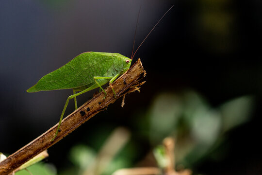 Grasshopper on a stick