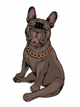 Black french bulldog with golden chain. Stylish image to print on any surface