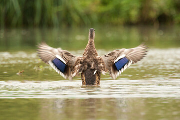 Canard colvert