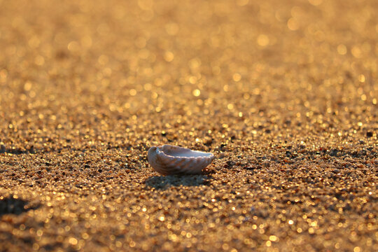 Concha de mar en la arena de la playa rodeada de brillos matinales 