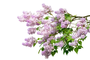 Foto op Canvas Purple lilac branch isolated on white background © grape_vein