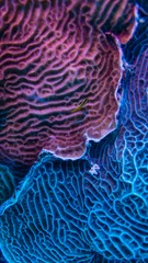 Poster coral reef macro ,texture, abstract marine ecosystem background on a coral reef © Juanmarcos