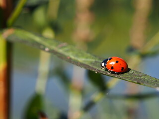 coccinelle