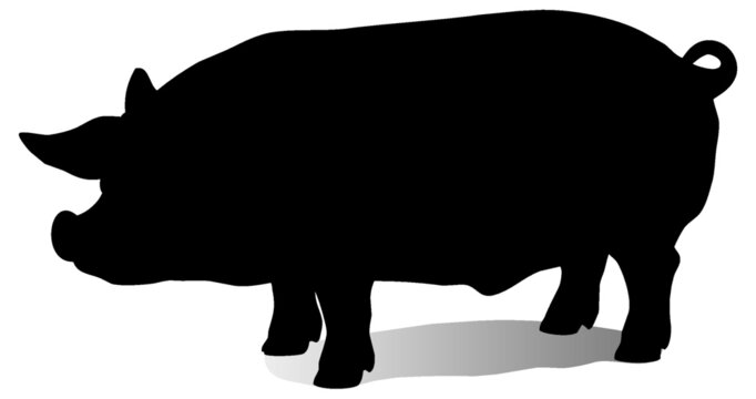 Black and white vector silhouette of an adult domestic pig. Isolated on white background.