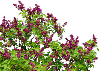 Obraz premium Purple lilac branch isolated on white background