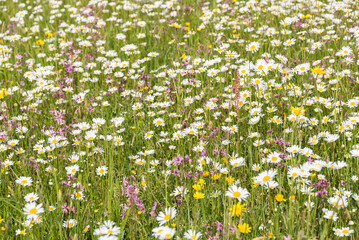 Bunte Blumenwiese und Gräser