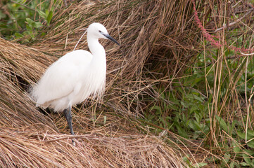 Aigrette garzette