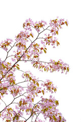 Obraz na płótnie Canvas Pink cherry blossom sakura on white background