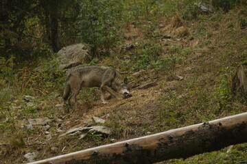 Loup gris commun