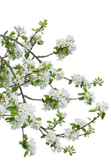 Branch with blossoms isolated on white background