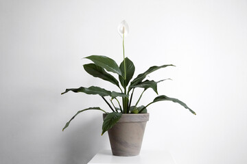 Potted houseplant spathiphyllum flower on white