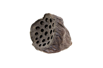 Dried lotus flower pod with seeds in holes isolated on white