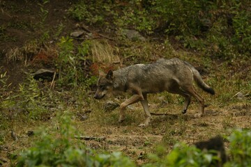 Loup gris commun