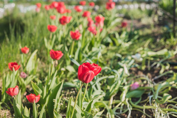 Obraz na płótnie Canvas Abundance of red tulips in the meadow.