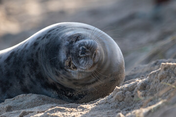 Grey seal pup, at around 4-5 weeks old, laying/resting on Horsey Gap beach in north Norfolk. Photographed in January 2022.