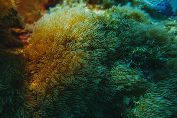 Fototapeta na wymiar coral reef macro ,texture, abstract marine ecosystem background on a coral reef