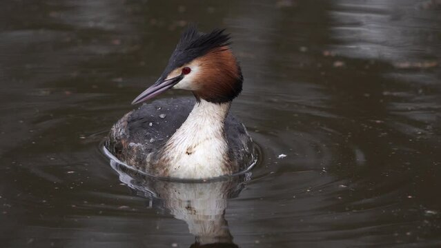 Close-up of a diving grebe (Podiceps cristatus) in summer plumage with a dirty plumage