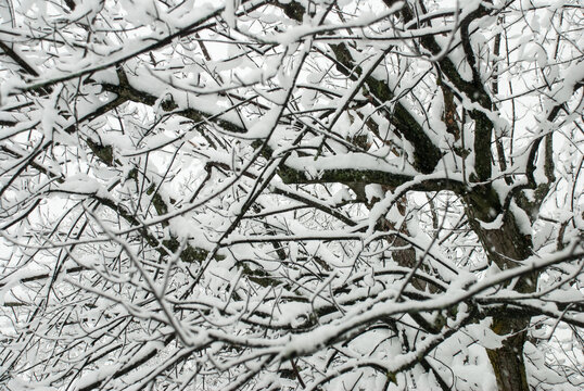 Snowey Tree