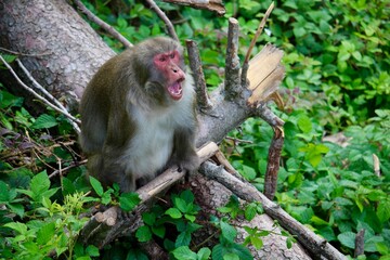 japanese macaque on a tree