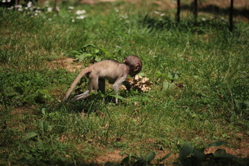 macaque monkey baby