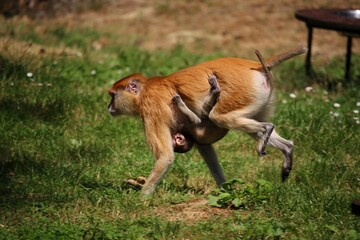 macaque monkey with baby