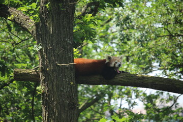 red panda in tree
