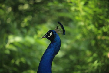 portrait of a peacock
