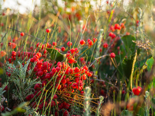 Juicy cones (berries cones) of delicious fragrant ephedra berries (Lat. Ephedra distachya).