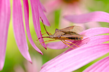 Bed bug crawling on echinacea flower.