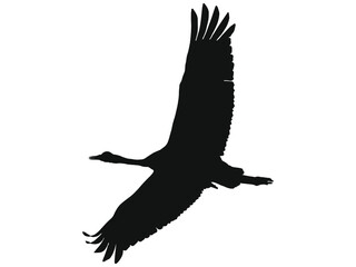 Grafika wektorowa przedstawiająca czarną sylwetkę lecącego żurawia. - obrazy, fototapety, plakaty