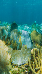 coral reef macro ,texture, abstract marine ecosystem background on a coral reef