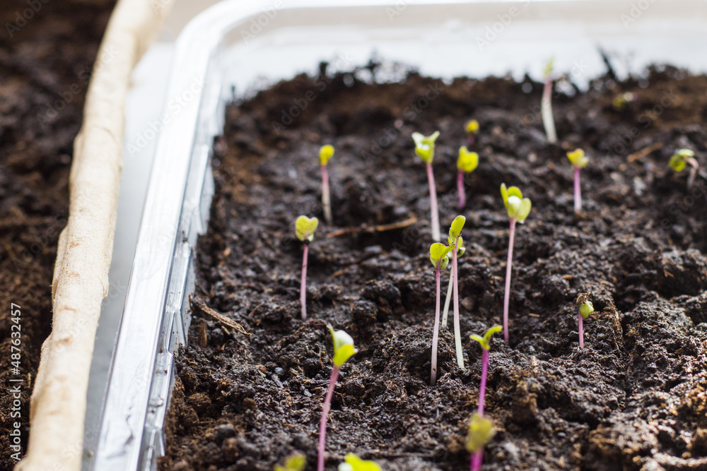 Poster A shallow focus close-up of seedlings in a plastic container for gardening and farming