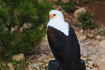 African fish eagle - Haliaeetus vocifer - sits and looks back