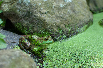Frog on Rocks