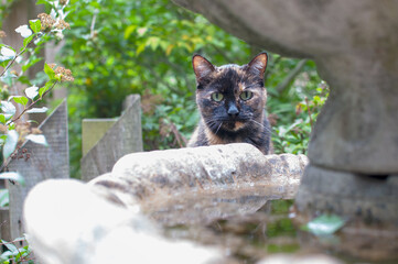 Cat and Fountain