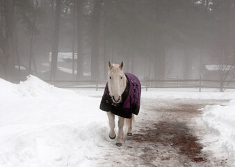 White Horse in the Fog