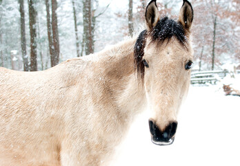 Horse in the Snow