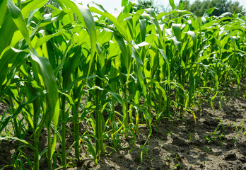 Young green corn plants growing in a farm field.