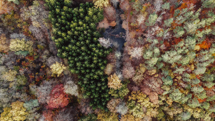Fototapeta na wymiar Aerial view of dense forest in autumn. Aerial view of beautiful autumn forest. Beautiful landscape, trees with red and orange leaves. Top view from flying drone. Nature.