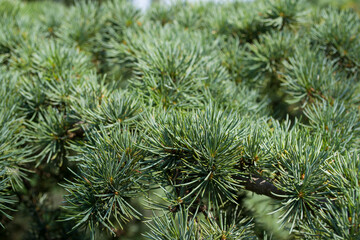 Background of spruce branches with green needles.
