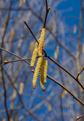 The Common hazel (Corylus avellana) male catkins in the winter.