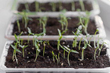Garden and vegetable garden.Spring planting. Sprouted bushes of young pepper. Little seedling in black soil