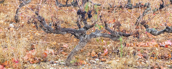 Vineyard in autumn, grape cluster, in the Gard in France
