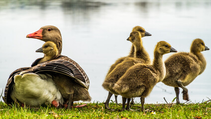 geese family at a lake