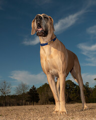 Purebred Great Dane that is huge