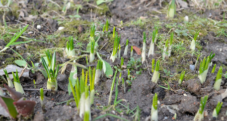 Young shoots sprout from the ground in spring. Early spring, the first greenery in the garden.