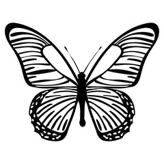 butterfly black silhouette, isolated vector