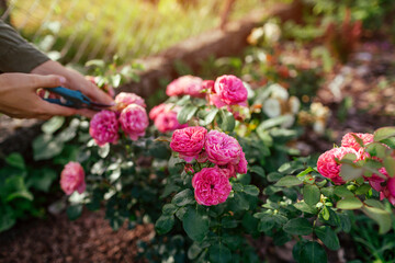 Woman deadheading dry leonardo da vinci rose in summer garden. Gardener cutting wilted flowers off...